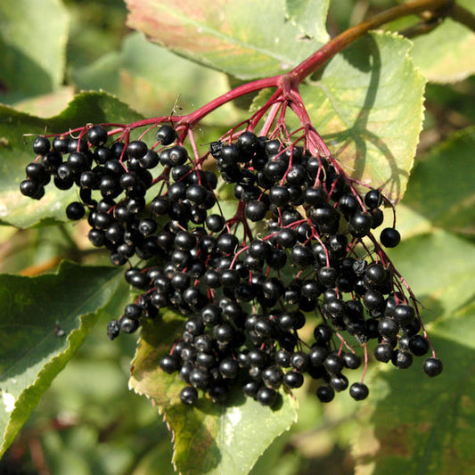  Schwarzer Holunder 125-150cm - Sambucus Nigra