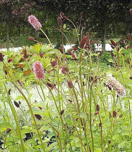  Roter Wiesenknopf - Sanguisorba Menziesii