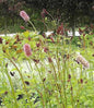  Roter Wiesenknopf - Sanguisorba Menziesii
