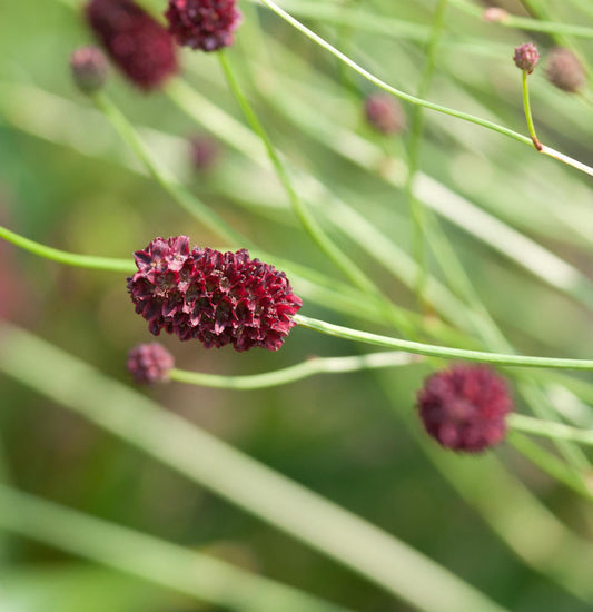  Wiesenknopf Crimson Queen - Sanguisorba Officinalis