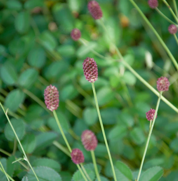  Wiesenknopf Tanna - Sanguisorba Officinalis