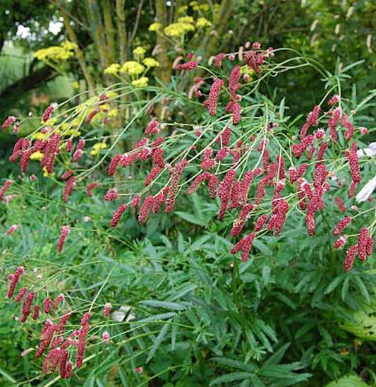  Garten Wiesenkopf Pink Elephant - Sanguisorba Tenuifolia