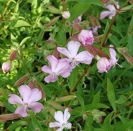  Polsterseifenkraut Max Frei - Saponaria Lempergii