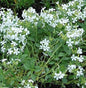  Seifenkraut Snow Tip - Saponaria Ocymoides