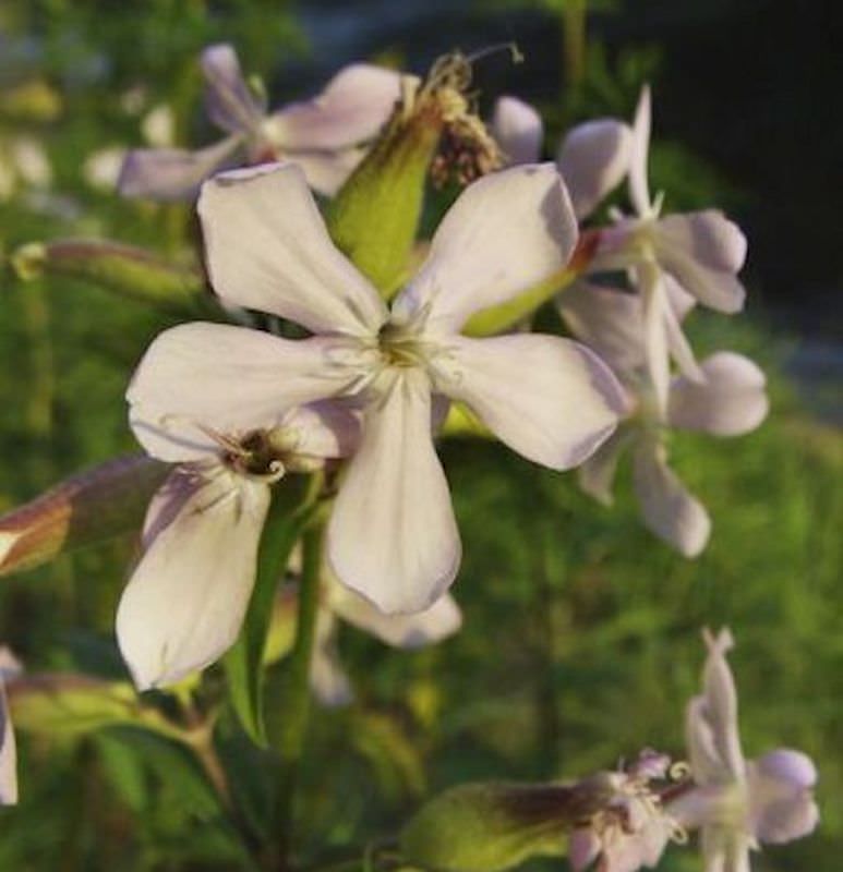  Gewöhnliches Seifenkraut Plena - Saponaria Officinalis