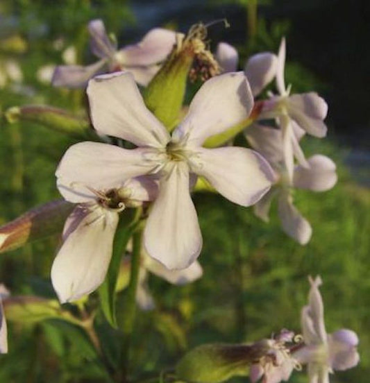  Gewöhnliches Seifenkraut Plena - Saponaria Officinalis