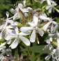  Gewöhnliches Seifenkraut - Saponaria Officinalis
