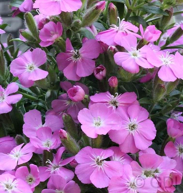  Polster Seifenkraut Bressingham - Saponaria Olivana