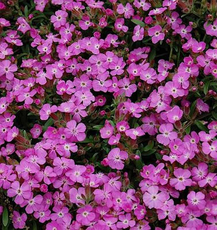  Polster Seifenkraut - Saponaria Olivana