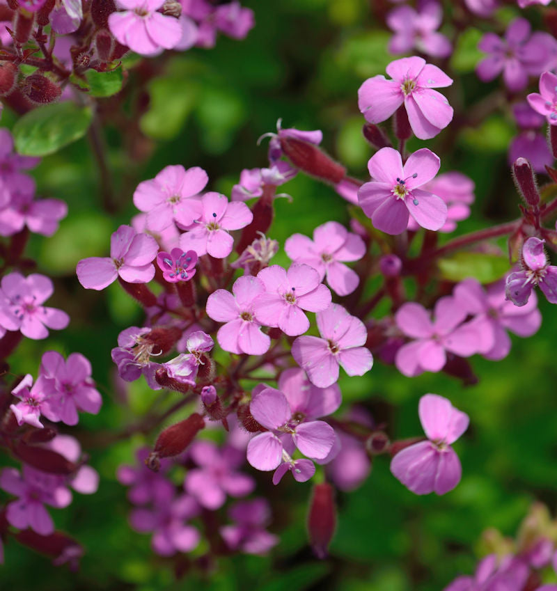 Rote Seifenkraut - Saponaria Ocymoides
