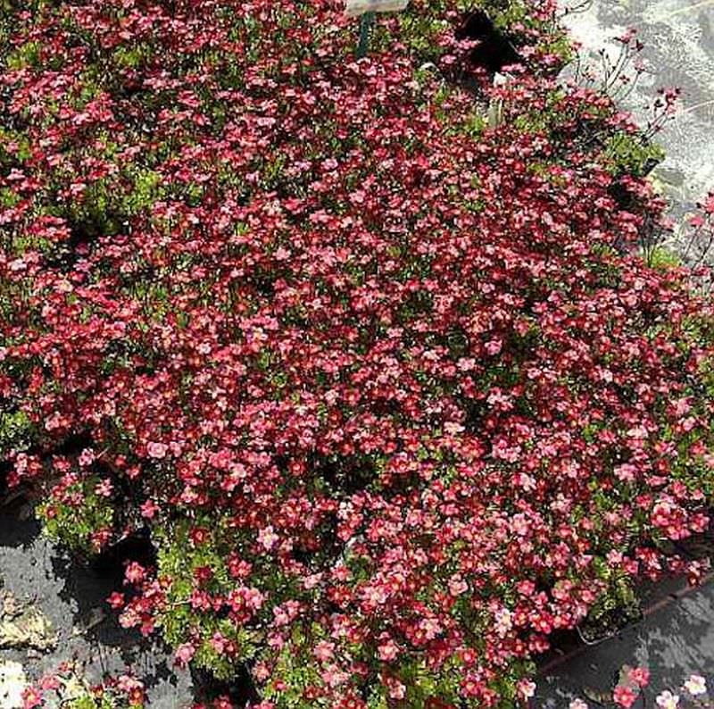 Moossteinbrech Ingeborg - Saxifraga Arendsii