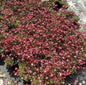  Moossteinbrech Ingeborg - Saxifraga Arendsii