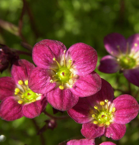  Moossteinbrech Blütenteppich - Saxifraga Arendsii