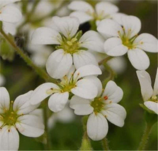  Steinbrech Maigrün - Saxifraga Cortusifolia