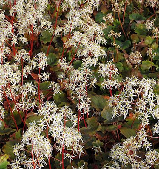  Steinbrech Rubrifolia - Saxifraga Cortusifolia