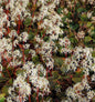 Steinbrech Rubrifolia - Saxifraga Cortusifolia