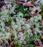  Steinbrech Wada - Saxifraga Cortusifolia