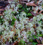  Weisses Steinbrech - Saxifraga Cortusifolia