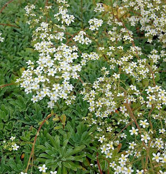  Rosetten Steinbrech Islandica - Saxifraga Cotyledon