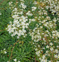 Rosetten Steinbrech Islandica - Saxifraga Cotyledon