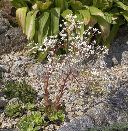  Strauß Steinbrech - Saxifraga Cotyledon