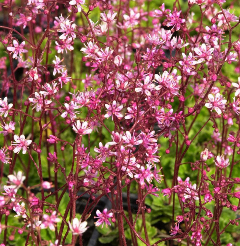  Porzellanblümchen Clarence Elliot - Saxifraga Urbium
