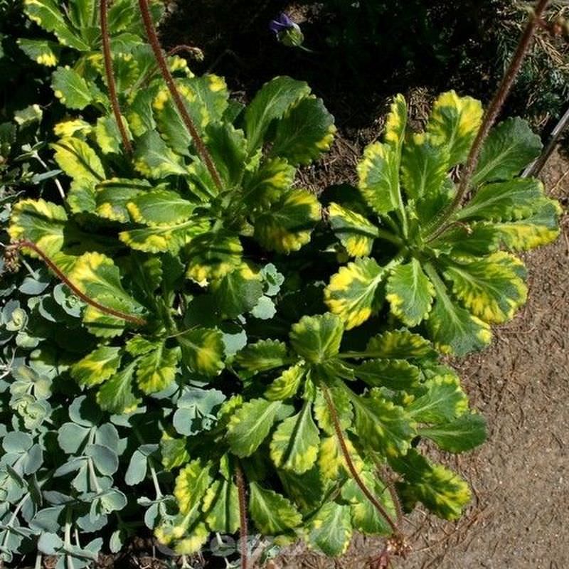  Porzellanblümchen Variegata - Saxifraga Urbium Variegata