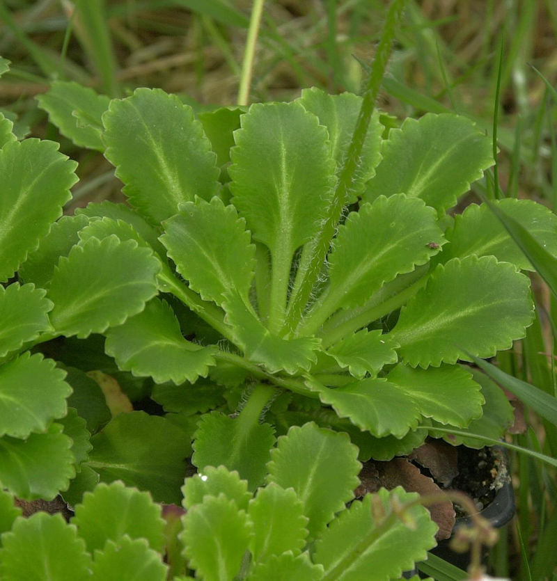  Porzellanblümchen Weiß - Saxifraga Urbium