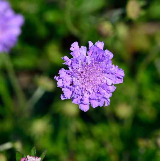  Tauben Skabiose Butterfly Blue - Scabiosa Columbaria