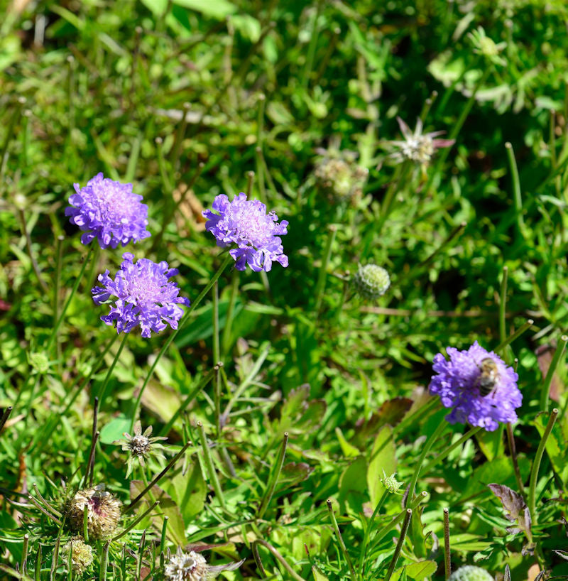  Japanische Skabiose Blue Note - Großer Topf - Scabiosa Japonica
