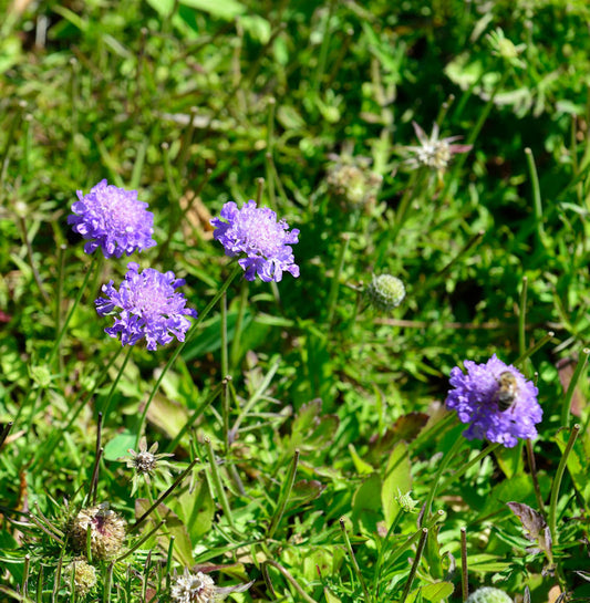  Japanische Skabiose Blue Note - Großer Topf - Scabiosa Japonica