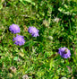  Japanische Skabiose Blue Note - Großer Topf - Scabiosa Japonica