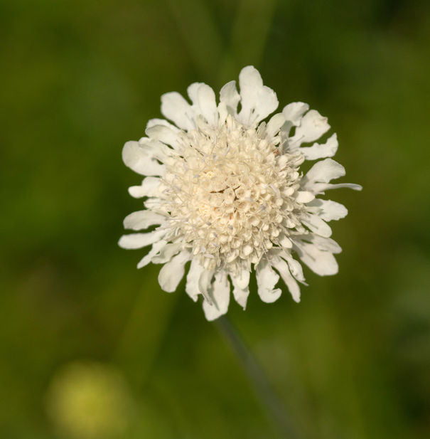  Gelbe Skabiose - Scabiosa Ochroleuca