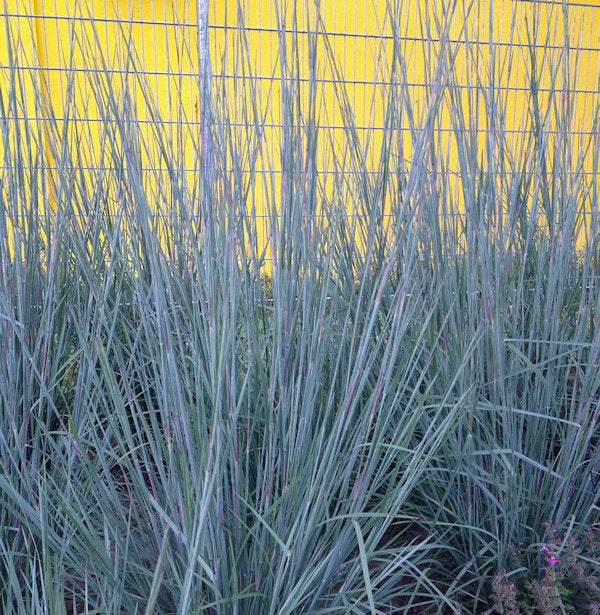  Bartgras Prairie Blues - Schizachyrium Scoparium