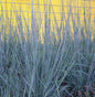  Bartgras Prairie Blues - Schizachyrium Scoparium