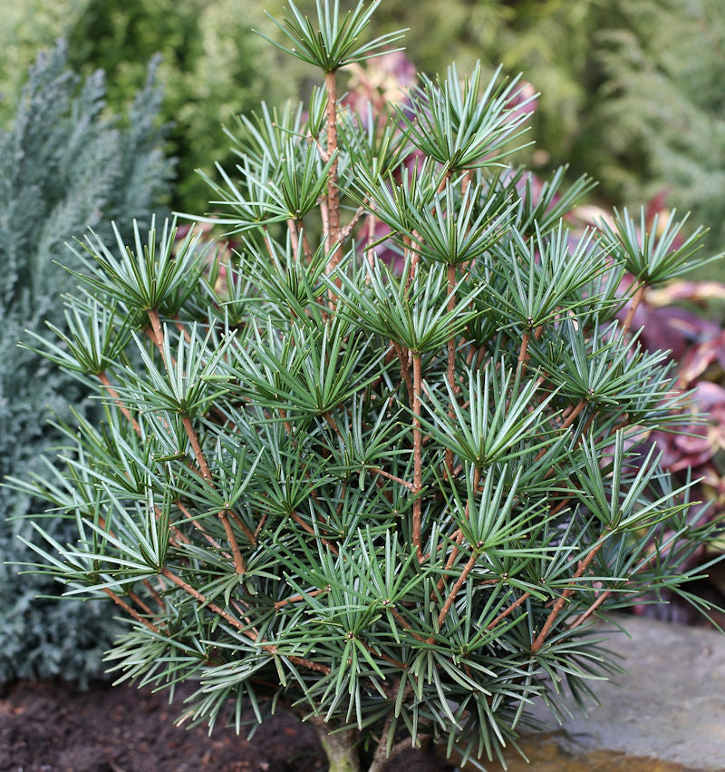  Japanische Schirmtanne Beauty Green 40-50cm - Sciadopitys Verticillata