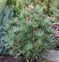  Japanische Schirmtanne Beauty Green 40-50cm - Sciadopitys Verticillata