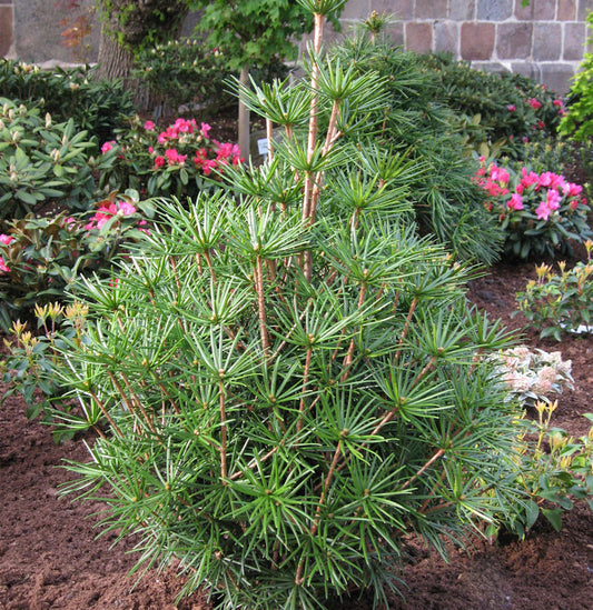  Japanische Schirmtanne Green Diamond 20-25cm - Sciadopitys Verticillata