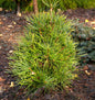  Japanische Schirmtanne Propeller 40-50cm - Sciadopitys Verticillata