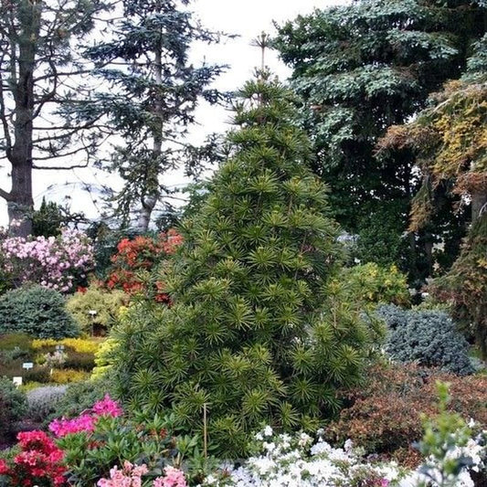  Japanische Schirmtanne Sternschnuppe 25-30cm - Sciadopitys Verticillata