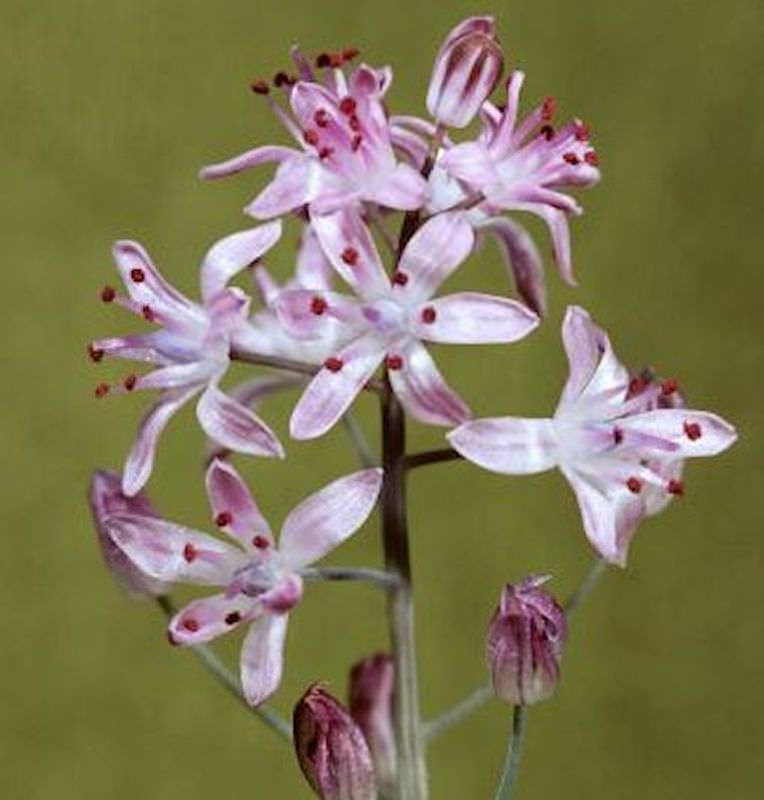  Herbst Blaustern - Scilla Autumnalis