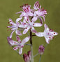  Herbst Blaustern - Scilla Autumnalis
