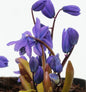  Sibirischer Blaustern Spring Beauty - Scilla Siberica Spring Beauty