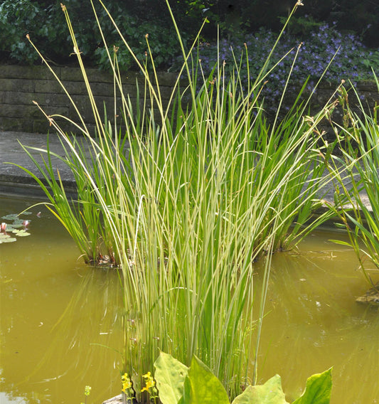  Weißgestreifte Teichsimse - Scirpus Lacustris