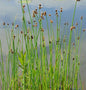  Gewöhnliche Teichsimse - Scirpus Lacustris