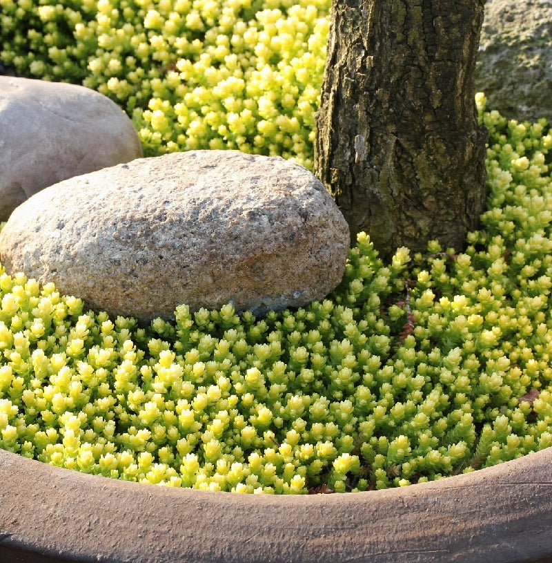  Scharfer Mauerpfeffer Aureum - Sedum Acre Aureum