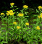  Großes Gold Fettblatt Euphorbioides Maximum - Sedum Aizoon