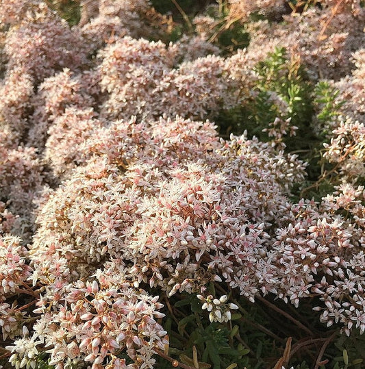  Niedriger Weißer Mauerpfeffer Coral Carpet - Sedum Album