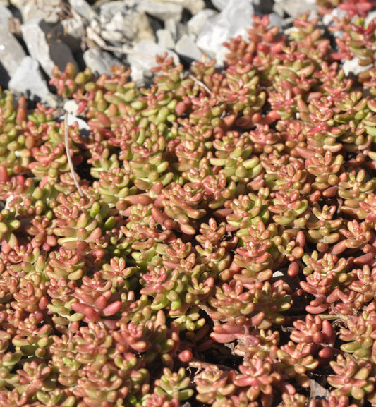  Niedriger Weißer Mauerpfeffer Murale - Sedum Album