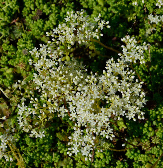  Niedriger Weißer Mauerpfeffer Micranthum - Sedum Album